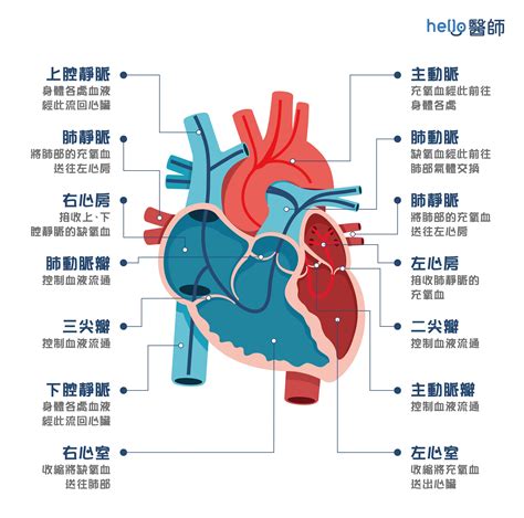 心臟位置圖|心臟的各部位及其功能